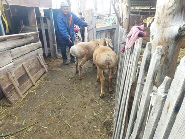 Баран, овца: Продаю | Баран (самец) | Для разведения | Осеменитель — 2