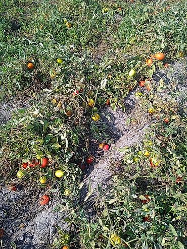 Помидоры: Помидоры Красные — 2