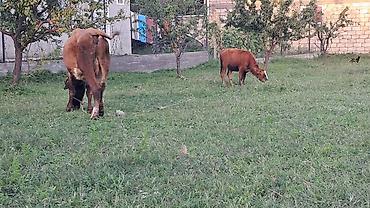 inək satisi: Dördüncü qarına doğub yanında 5 aylıq dişi danası var 2 aylıq boğazdı — 3