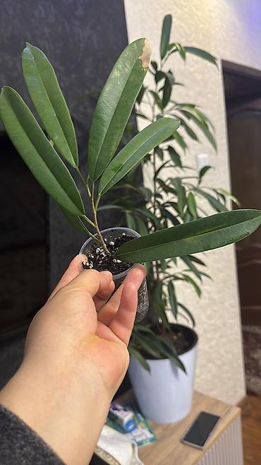 Фикусы: Фикус Али, бенджамин сатылат — 9