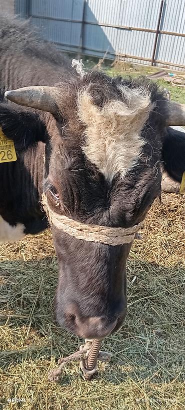 Коровы, быки: Продаю | Тёлка | Для разведения | Нетель — 7