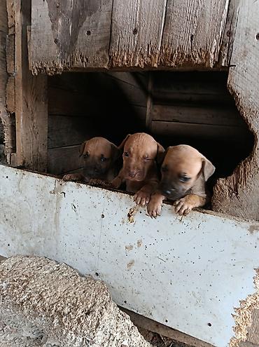 pitbull staff: Pitbul, 2 ay, Erkək, Ödənişli çatdırılma — 6