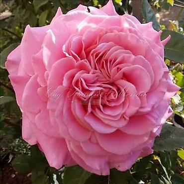 Роза: Роза цена договорная - Крупный махровый бутон классической формы — 11