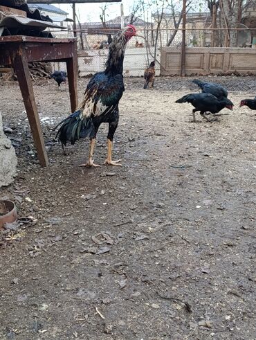 Toyuqlar: Toyuq, Damazlıq, Ödənişli çatdırılma — 10