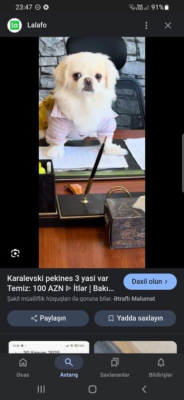 İtlər: Pekines, 8 ay, Erkek, Cütləşmə üçün