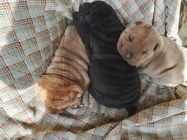 Продажа собак: Щенки шарпея - Порода: шарпей, классические «морщинки», плотная — 1