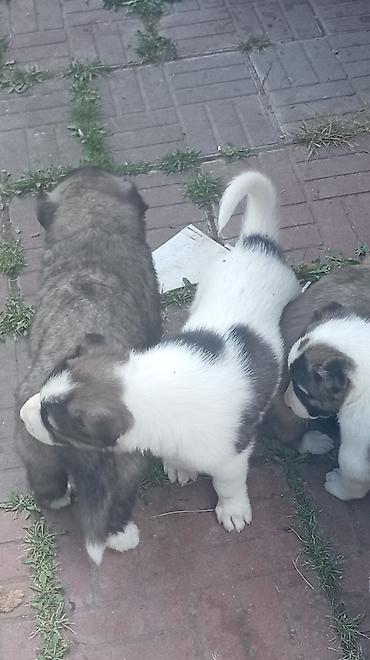 pisik su qabi: Kanqal, 2 ay — 2