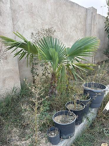palmalar: Məhsul: 8 ədəd müxdəlif ölçülərdə palma ağacı – Trachycarpus fortunei — 8