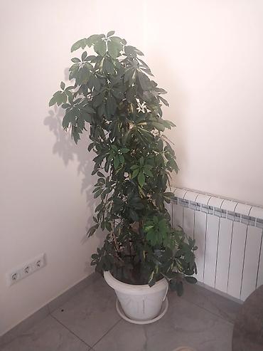 Шефлера (Schefflera arboricola) в напольном горшке. - Крупное