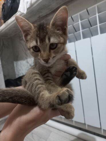 белая персидская кошка: 3 айлык, Ургаачы