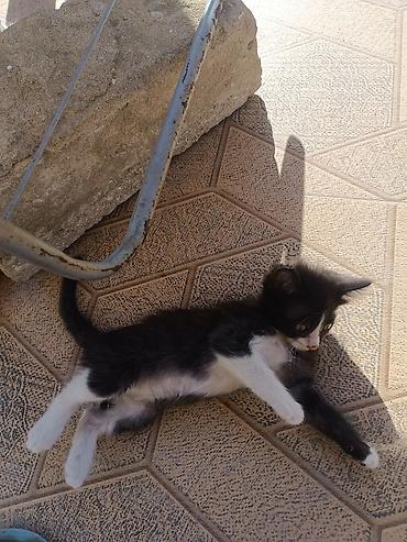отдам котят: Самец, Самка, В добрые руки, Самовывоз, Бесплатная доставка — 7