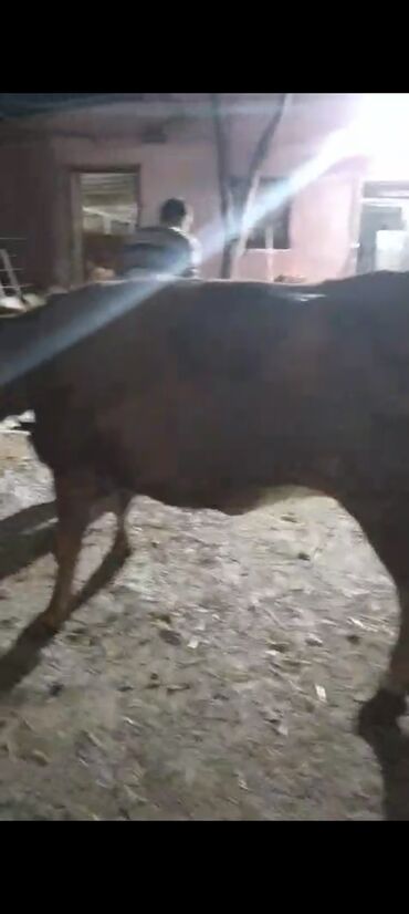 Inəklər, öküzlər: Dişi, il: 2, Ətlik — 1