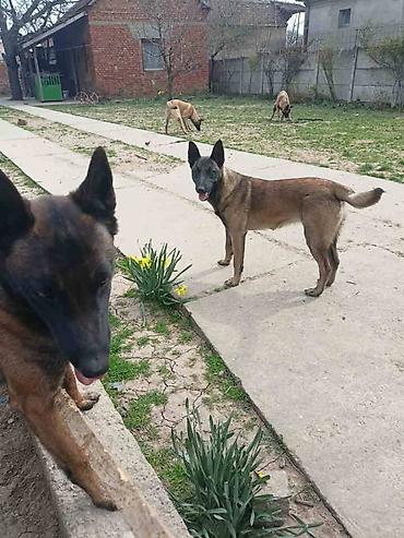 Psi: Belgijski ovčar MALINOA štenci Stenci 6 meseci stari, dva muska i na lalafo.rs — 2 Psi: Belgijski ovčar MALINOA štenci Stenci 6 meseci stari, dva muska i — 2