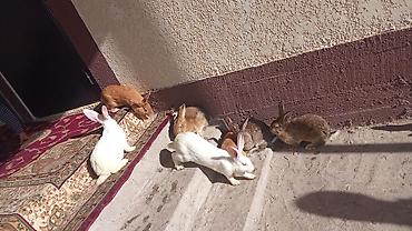 Кролики: Продаю | Кролик самец — 5