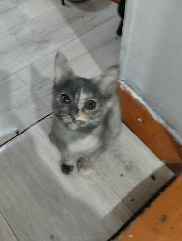коты купить: Отдам в очень добрые руки. Котята спасённые. ждут своих любящих — 2