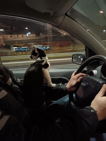 mačka prodaja: Pet shop “Maza & Nera” – sve za ljubimce na jednom mestu Pored — 7