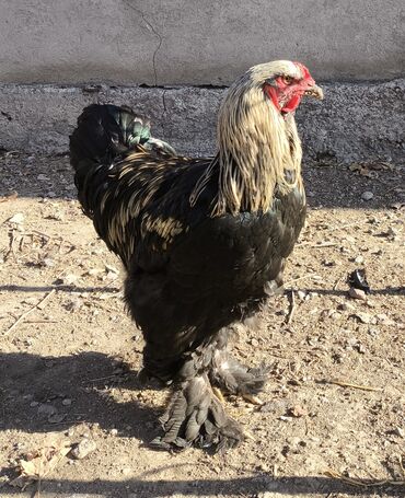 Куры, петухи: Продаю | Петух | Брама, Кохинхин | Для разведения — 6