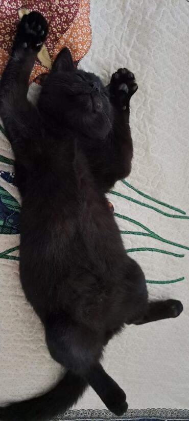 Отдам даром кошку: КОШКИ И КОТЯТА У НАС ПРИЮТ любой окрас есть можете выбрать у нас — 22