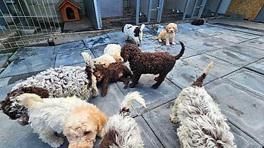 Psi: Lagotto Romagnolo štenci Dostupni štenci Lagoto Romanjolo od roditelja — 6