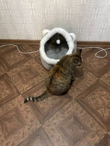 седло для лошади цена: Домик для кошки или кошкин дом. Уютный и мягкий домик в квартире