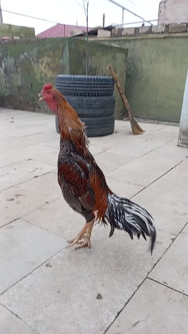 Xoruzlar: Salam qiymət 40 manatdan basdyir 70 4 dənə xoruz 11 ayliqdi biri 1 — 7