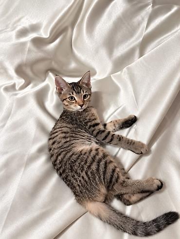 кошки мальчик: 3 месяца, Мальчик, Приучена к лотку, Проглистована — 4