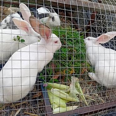 кошки бишкек купить: Продаю | Крольчата | Декоративная | Для разведения — 4