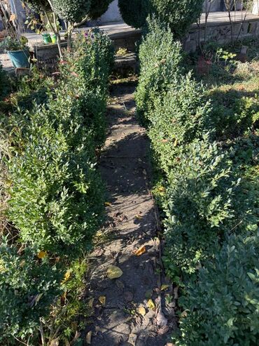 Şitillər: Şimşir tingləri satıram. Onlar dekorativ haşiyələr, hedcinqlər və — 4