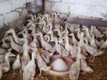 quş qəfəsləri: Salam tam sağlam Pekin ordeklerdir 2 ayliqdilar ünvan maşdaqa