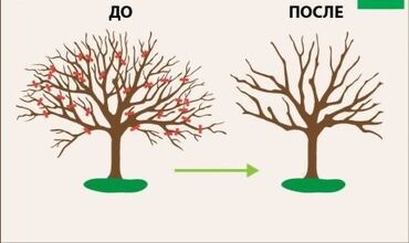 женская спортивная: Начался сезон обрезки плодовых деревьев