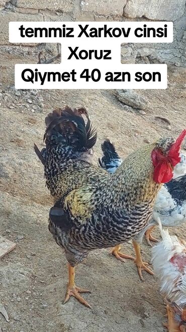 Inəklər, öküzlər: Xoruz, il: 2, Ödənişli çatdırılma