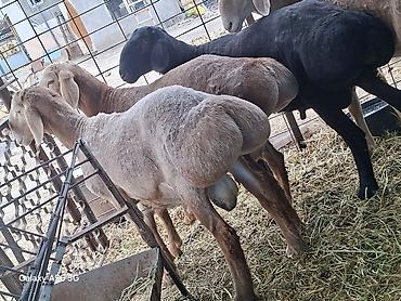 Баран, овца: Продаю | Баран (самец) | Арашан at lalafo.kg — 1 Баран, овца: Продаю | Баран (самец) | Арашан — 1