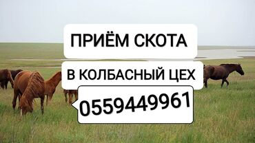 рабочий ат: Сатып алам | Жылкылар, аттар, Башка а/ч жаныбарлары | Күнү-түнү, Бардык шартта, Союлган