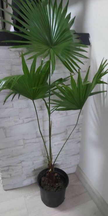 Livinstona palma
90 cm
2200
