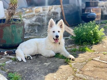 ən ucuz itlər: Alman çoban iti, 2 il, Erkek, Cütləşmə üçün, Ödənişli çatdırılma