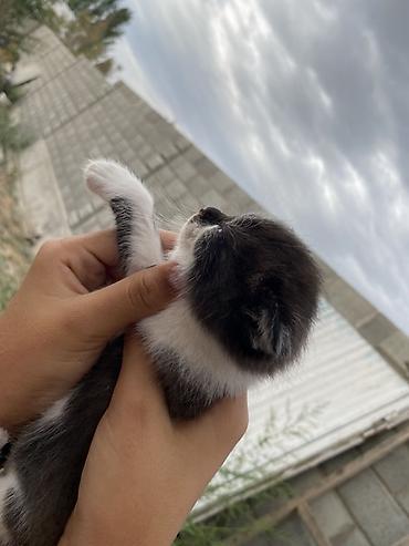 Мышыктар: Котята, скотиш фолддомашние, ручные. На выбор несколько малышей: - — 8