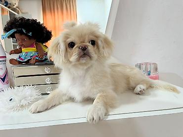 itler bala: Pekines, 7 ay, Erkək — 1