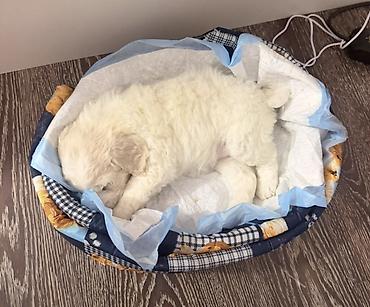 pitbul dişi: Pudel, 2 ay, Dişi, Peyvəndli — 1