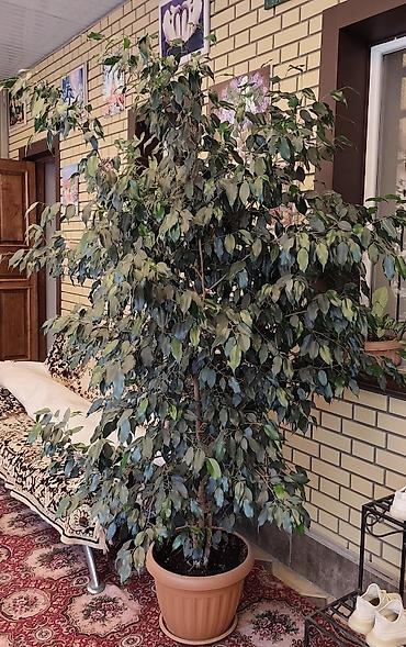 каучуконосный фикус: Крупные комнатные растения в горшках: 1) Фикус Бенджамина (Ficus — 1