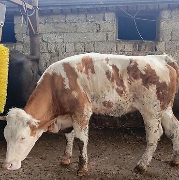 2 baw temiz simmental Duye satilir oz qapi mallarimdi, yoxlatmiwam lalafo.az -da 2 baw temiz simmental Duye satilir oz qapi mallarimdi, yoxlatmiwam