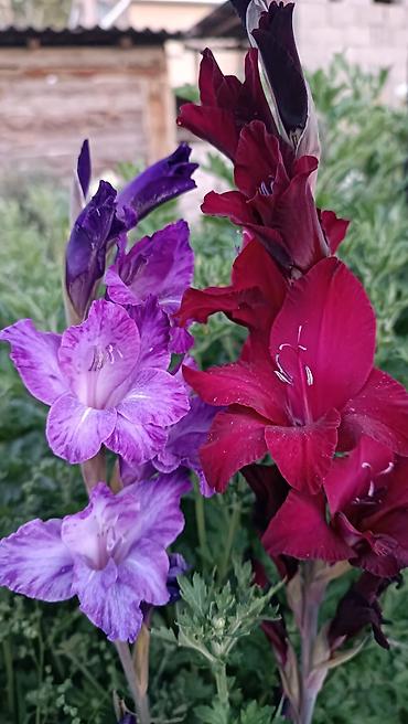 Другие садовые цветы и кустарники: Гладиолусы — срезочные и садовые сорта, показанные на фото: - — 5