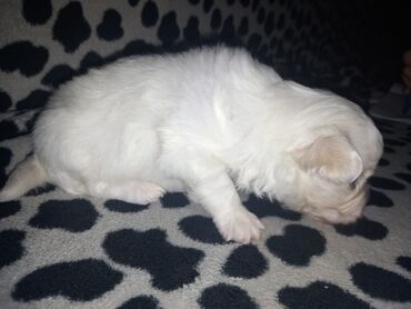 Psi: Malo belo štene – rase maltezer/pudl tip (toy veličina) - Starost — 7