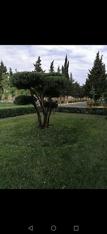 landşaft dizayn: Salam aleykum Adim Sahib 44yaşim var Bakida yaşayiram Gündelik olaraq — 10