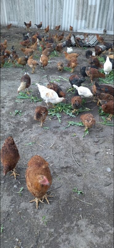 комбикорм для кур несушек: Цыплята почти куры. тоджоны три месяца