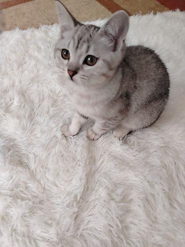 Pişiklər: Britan — 4