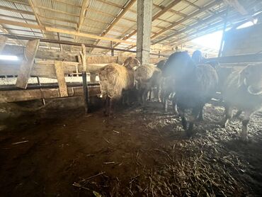 Бараны, овцы: Продаю | Баран (самец) | Для разведения | Племенные — 3