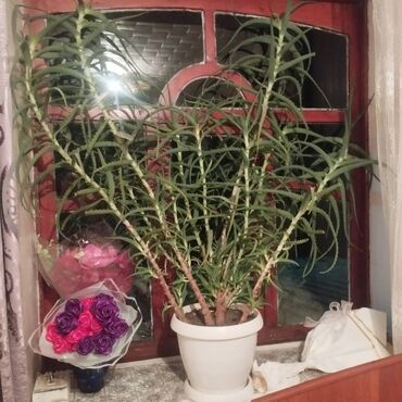 продам топчан бишкек: Продам алоэ Вера. Цена договорная