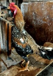 Digər quşlar: Heyratı ailəsi satılır. Pleymut beçə 7 aylıq 80azn, fərələr tək-tək 40 — 1