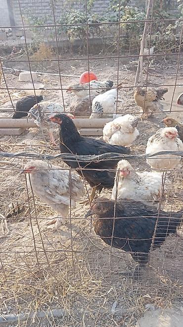 циплята несушки: Продаю | Куры | Домашняя | Для разведения — 3