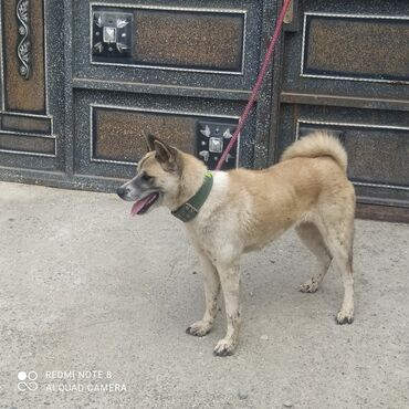 İtlər: Akita-inu, 1 il, Dişi, Peyvəndli, Ünvandan götürmə